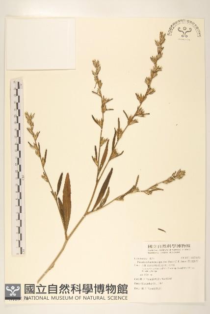 假地膽草藏品圖，第1張