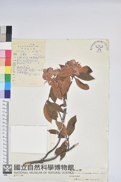 紅棕杜鵑藏品圖，第1張