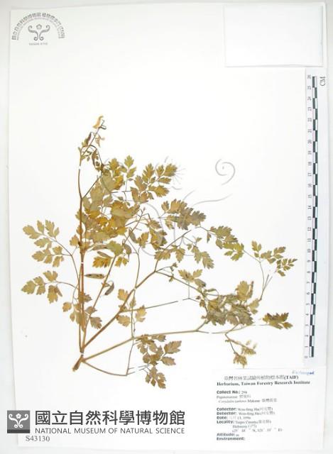 臺灣黃菫藏品圖，第1張