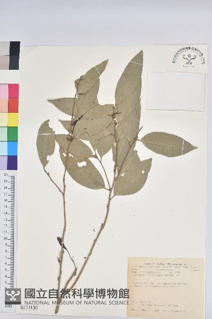 南仁鐵色藏品圖，第1張