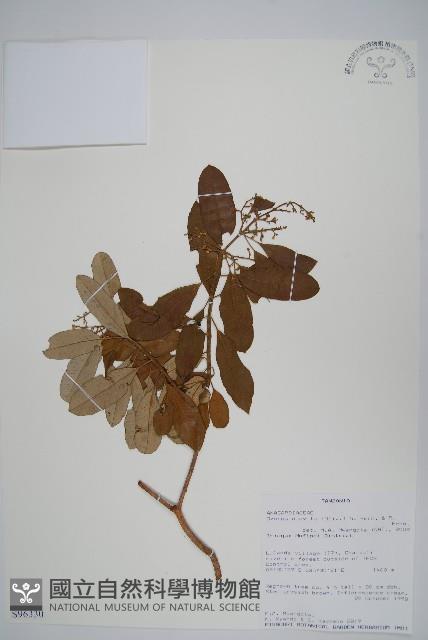 登錄號:S096330藏品圖，第1張