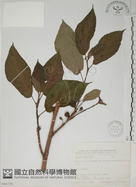 牛乳榕藏品圖，第1張