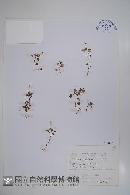 山桔梗藏品圖，第1張