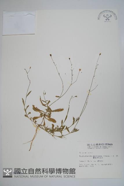 細葉蘭花參藏品圖，第1張