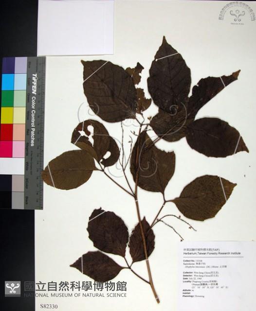 止宮樹藏品圖，第1張