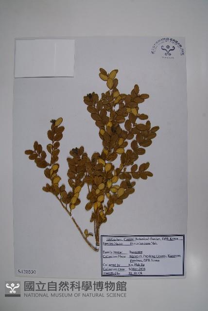 朝鮮黃楊藏品圖，第1張