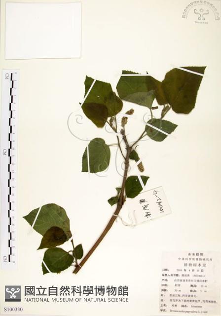 構樹藏品圖，第1張