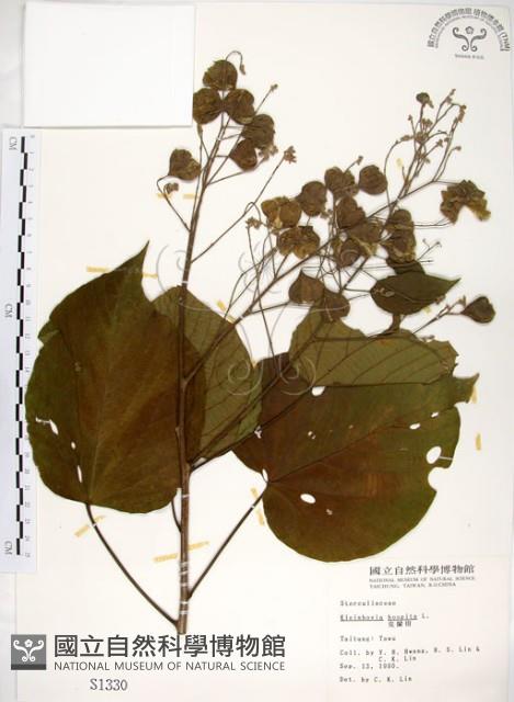 克蘭樹藏品圖，第1張