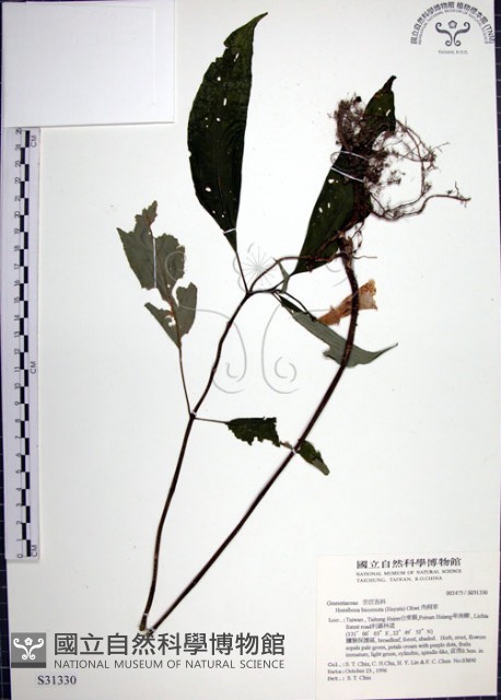角桐草、台灣半蒴苣苔藏品圖，第1張