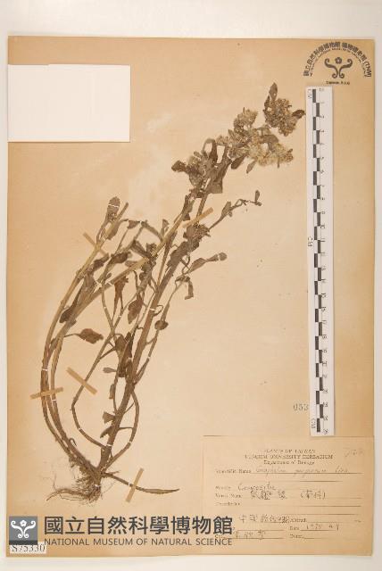 鼠麴舅藏品圖，第1張