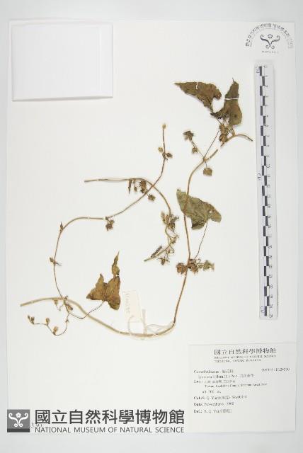 白花牽牛藏品圖，第1張