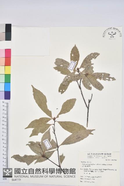 青剛櫟、鐵椆藏品圖，第1張