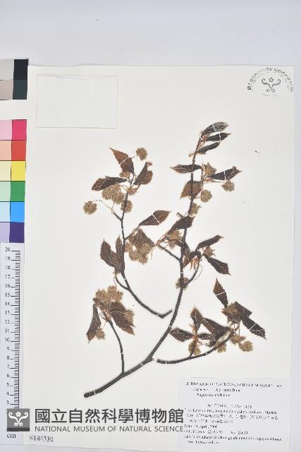 登錄號:S144330藏品圖，第1張