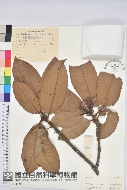 橿葉柯藏品圖，第1張