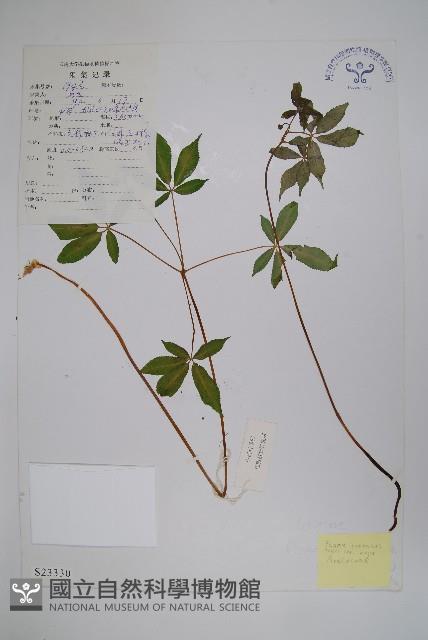 珠子參藏品圖，第1張