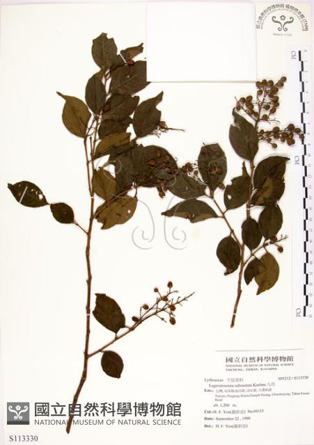 九芎藏品圖，第1張