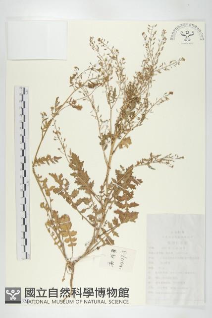 鳳花菜藏品圖，第1張