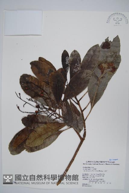 山檨子藏品圖，第1張