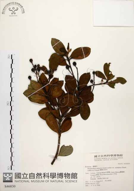 厚葉石斑木藏品圖，第1張