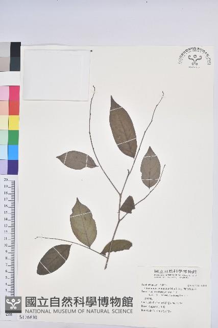 裡白饅頭果藏品圖，第1張