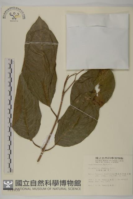 訶梨勒、訶子藏品圖，第1張