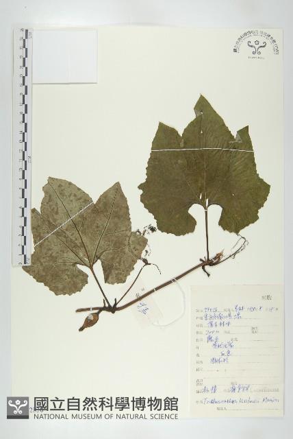 括樓藏品圖，第1張