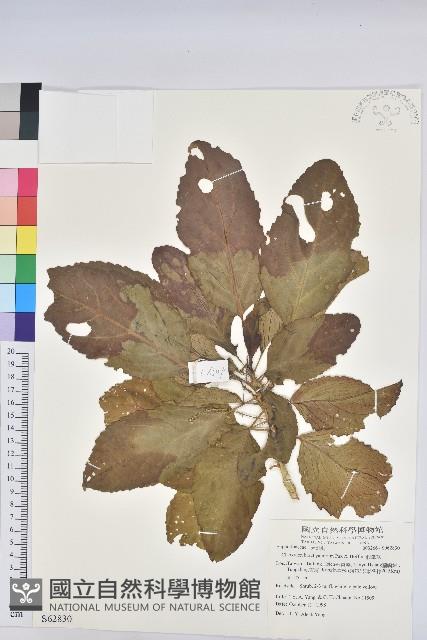 Claoxylon Collection Image