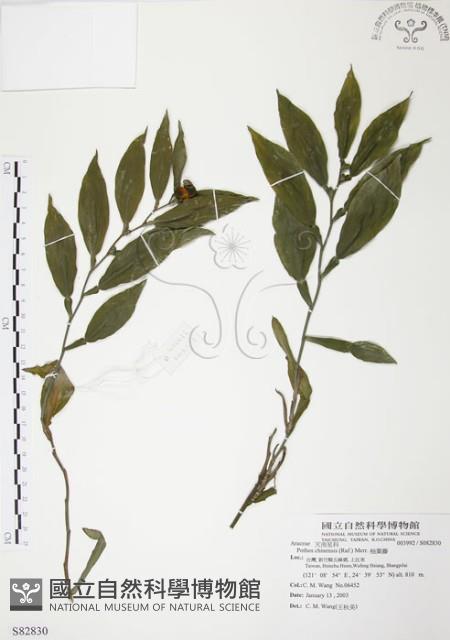 柚葉藤藏品圖，第1張