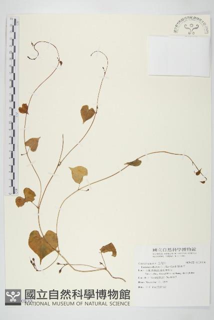 野牽牛藏品圖，第1張