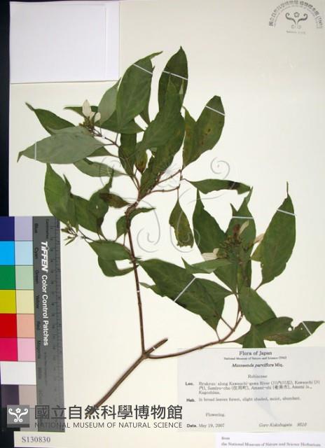 玉葉金花藏品圖，第1張