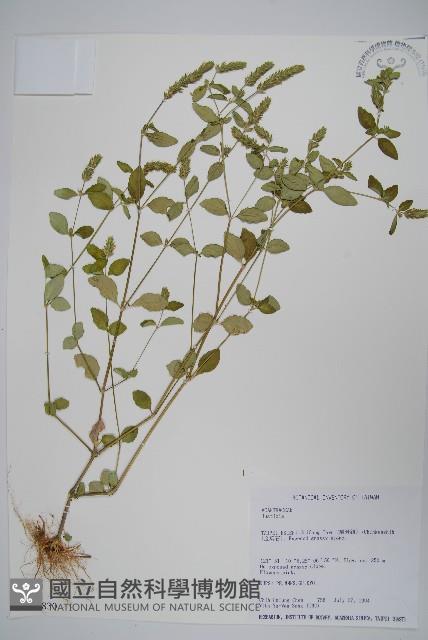 登錄號:S021830藏品圖，第1張