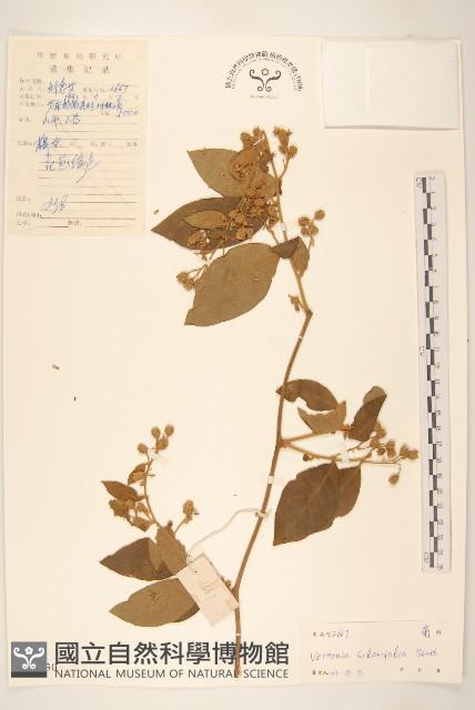 茄葉斑鳩菊藏品圖，第1張