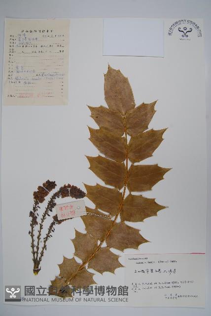 闊葉十大功勞藏品圖，第1張