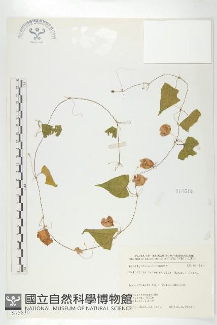 變葉馬交兒藏品圖，第1張