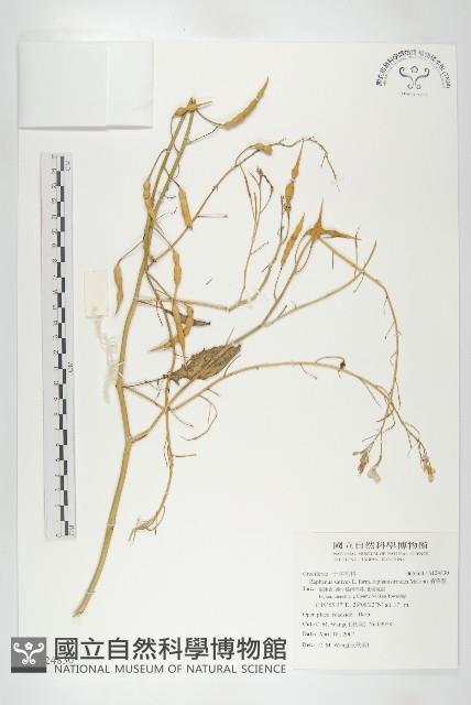 濱萊菔藏品圖，第1張