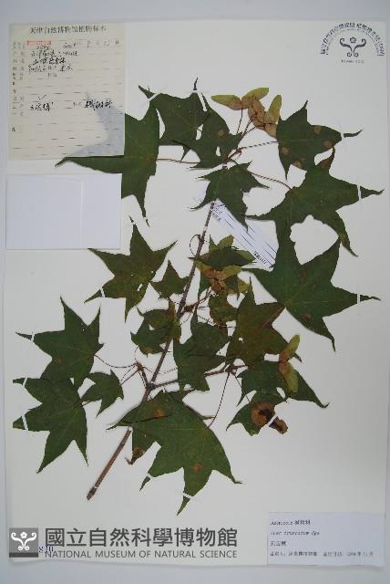 元寶槭藏品圖，第1張