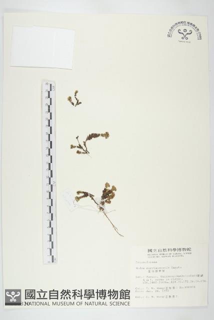 玉山佛甲草藏品圖，第1張