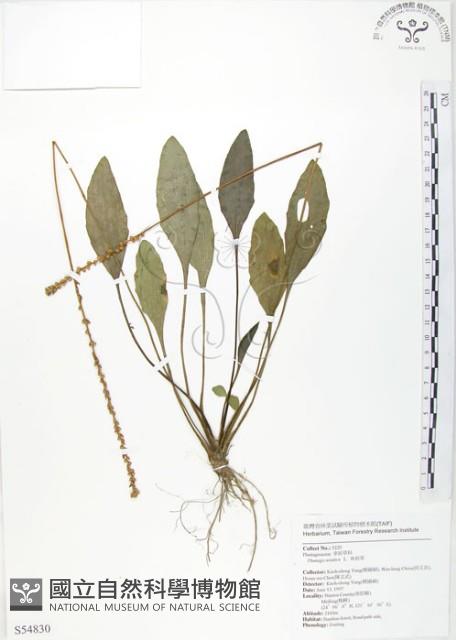 車前草藏品圖，第1張