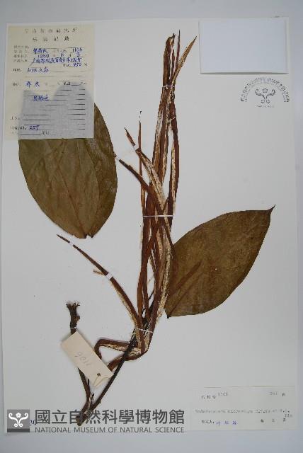 小萼菜豆樹藏品圖，第1張