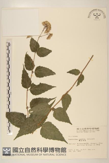 腺葉澤蘭藏品圖，第1張