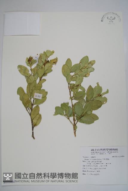 琉球黃楊藏品圖，第1張