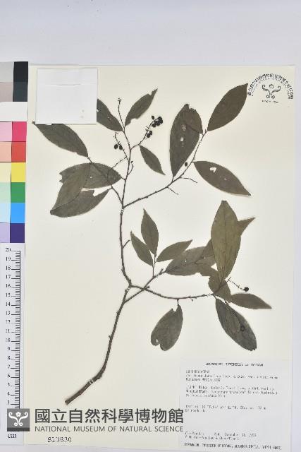 密花五月茶藏品圖，第1張