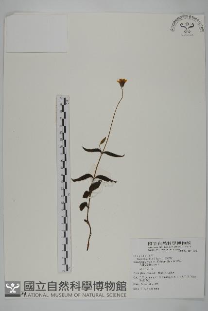 山蟛蜞菊藏品圖，第1張