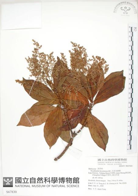 Luzon Wendlandia Collection Image