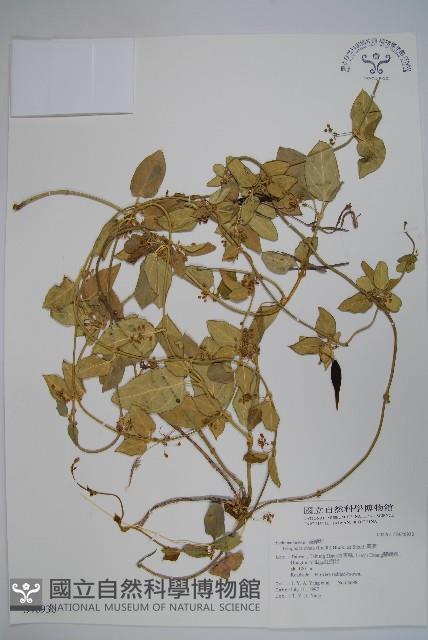 鷗蔓藏品圖，第1張