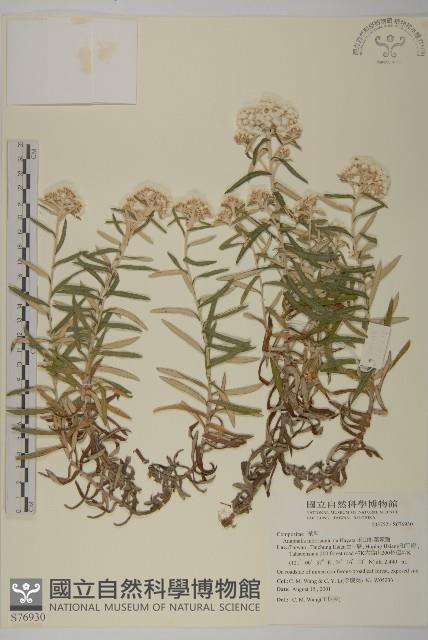 玉山抱莖籟簫藏品圖，第1張