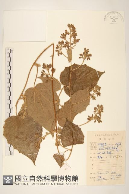 滇南千里光藏品圖，第1張