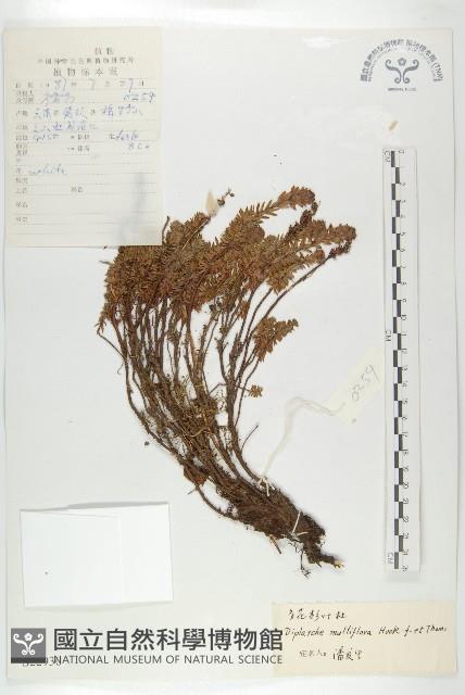 多花杉葉杜藏品圖，第1張