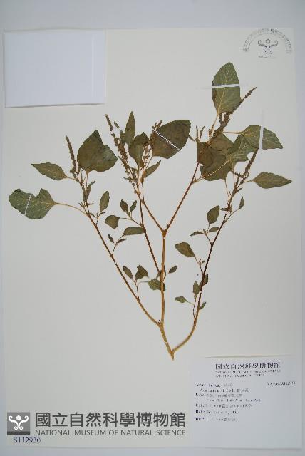 野莧菜藏品圖，第1張