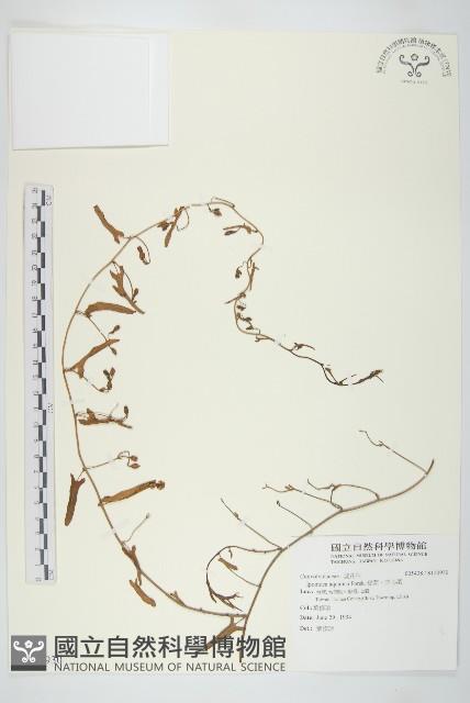 甕菜、空心菜藏品圖，第1張